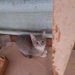 Фото №2 Отдам в добрые руки котят 2,5 месяца