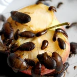 Обработка от клопов тараканов и всех видов вредителей