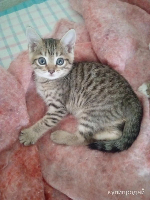 Фото Бенгальские котята