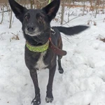 фото Маленькая, ласковая собачка Черри в добрые руки