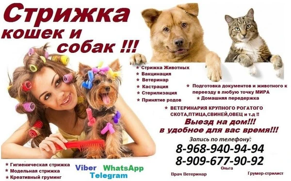 Фото Стрижка кошек и собак выезд в Юбилейном,домашняя передержка