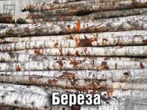 Фото Дрова березовые хлыстами оптом
