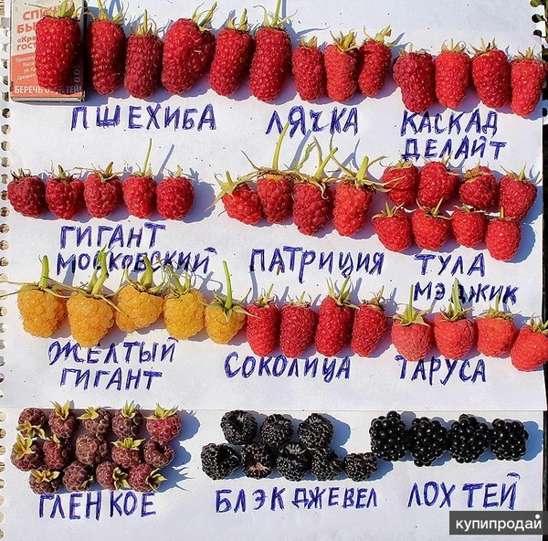 Фото Малина летняя и ремонтантная 40 сортов