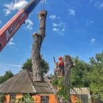 Спилить дерево.Удаление деревьев.Арбористика