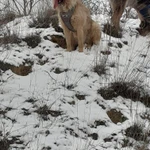 Фото №6 Ищу дом для собаки-друга