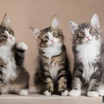 Фото №3 Норвежские лесные котята - прекрасный выбор