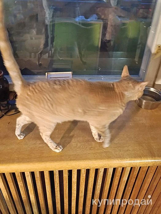 Фото Муха, домашняя кошечка породы корниш-рекс ищет дом