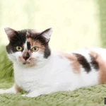 Фото №4 Шикарная кошечка - трехцветка Буся в добрые руки