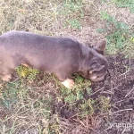 Фото №5 Французский бульдог мальчик