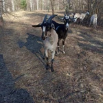 Фото №3 Молоко козье с доставкой