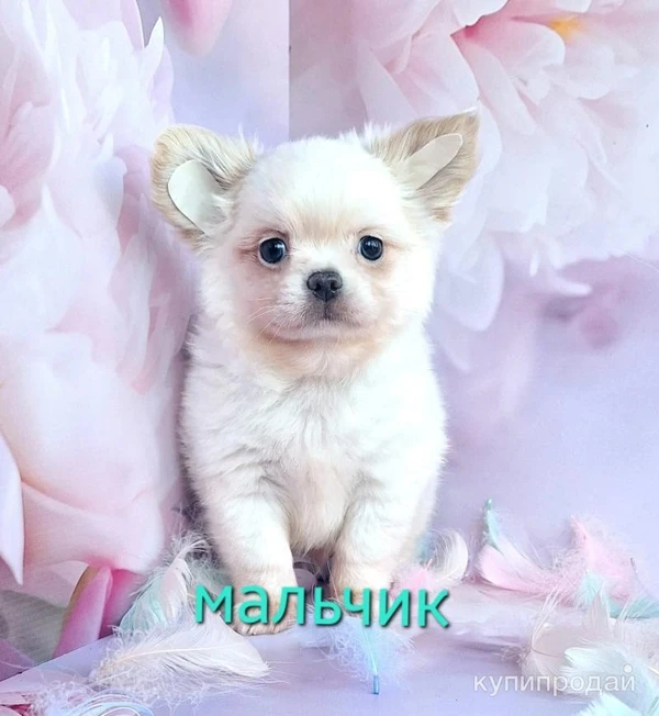 Фото Щенки той терьер