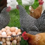 Фото №2 Яйцо куриное с доставкой