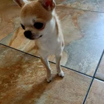 Фото №3 Чихуахуа мини и микро для вязки