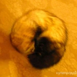 Фото №3 Отдам хорька