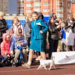 Фото №8 Хендлер, подготовка собак к выставкам 