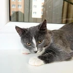 Фото №8 Котенок Фибби в серо - голубой шубке в дар