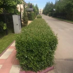 Фото №7 Озеленение и благоустройство
