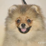 Фото №4 Шпиц померанский девочка