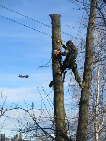 Фото Поможем спилить, удалить, обрезать дерево в Балашихе 