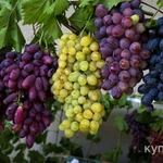 Продажа виноградника в Краснодарском крае.