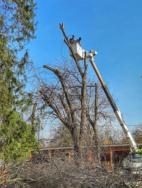 Фото СПИЛ ДЕРЕВЬЕВ