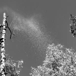 Фото №5 Спил, Удаление, Обрезка деревьев, Раменский район