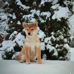 Фото №4 Сиба ину шиба