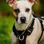 Фото №5 Красивый пёс Дарий в добрые руки.