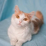 Фото №6 Кошечка Бела в добрые руки