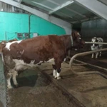 фото Продажа КРС свиней овец