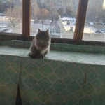 Фото №2 В добрые руки ?