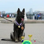 Фото №4 Элитные щенки ВЕО