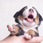 Фото №2 Щенки Большого Швейцарского Зенненхунда