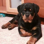 Фото №7 Щенки ротвейлера