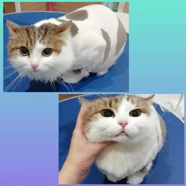 Фото Стрижка кошек