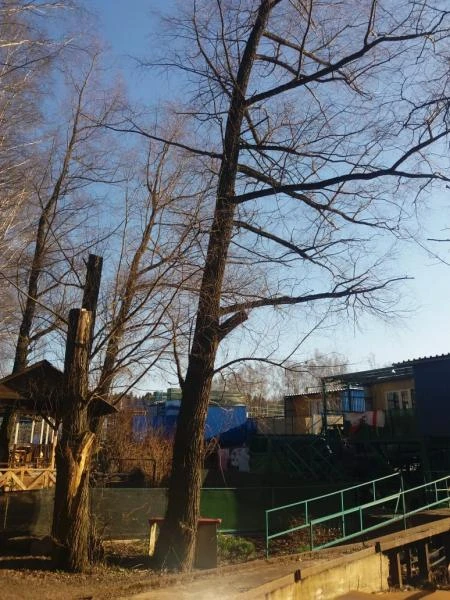 Фото УДАЛЕНИЕ и СПИЛ ДЕРЕВЬЕВ