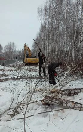 Фото Вырубка леса под строительство