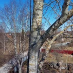 Фото №2 Удаление деревьев Валдай и Валдайский район