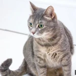 Фото №4 Варя - не кошка, а мечта. В добрые руки