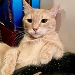 Кошечке Джулии, пострадавшей от людей нужна любовь и забота. В добрые руки