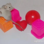 Фото №8 Декоративные крысята сиам