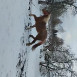 Фото №5 Лошадь тежеловоз