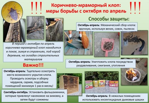 Фото Услуги Фитопатолога, Энтомолога Агронома и Арбористов в Сочи