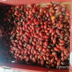 Фото №7 Плоды шиповника свежего. Цены за 100 грамм.