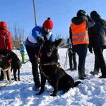 Начальная дрессировка и выгул собак