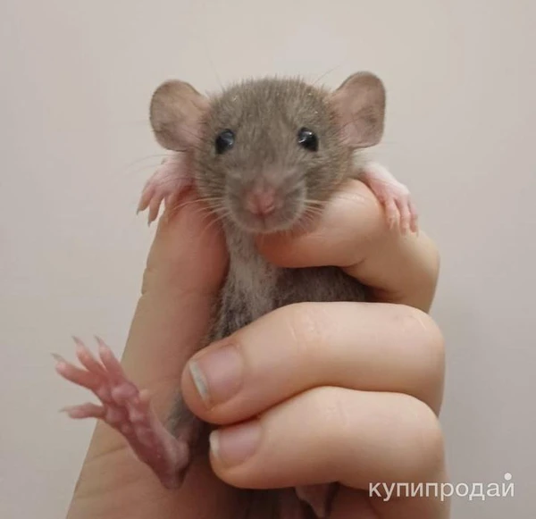 Фото крысята декоратив