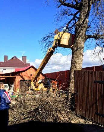 Фото Уборка участков от поросли, деревьев, травы