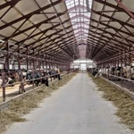 Фото №6 Продажа крс оптом живым весом