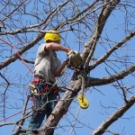 Фото №2 Спил деревьев, уборка участков.