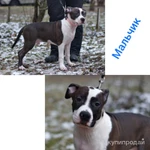 Фото №3 Щенки стаффордширского терьера